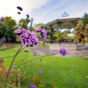 Morrab Gardens Bandstand